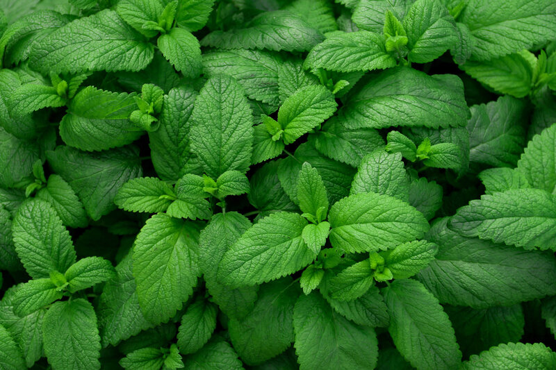 Mentha piperita