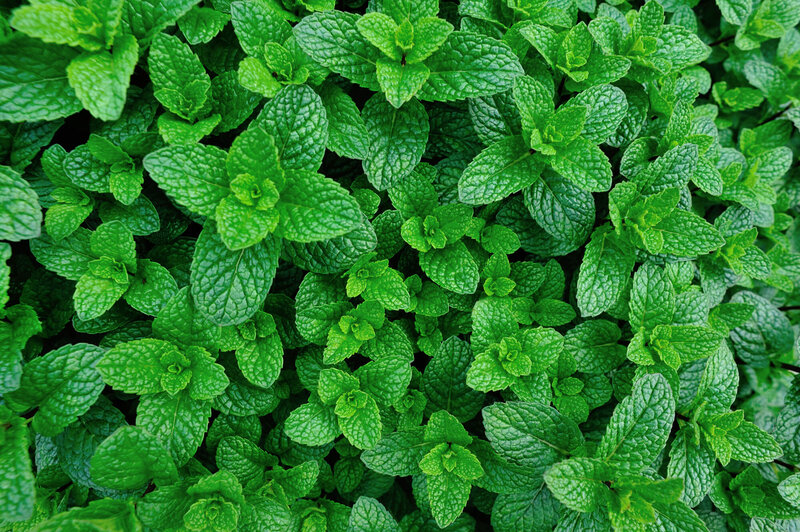Mentha spicata
