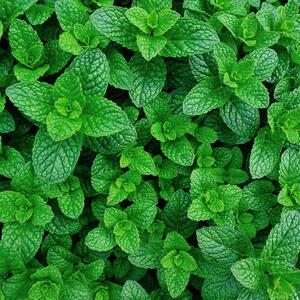 Mentha spicata