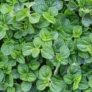 Mentha rotundifolia