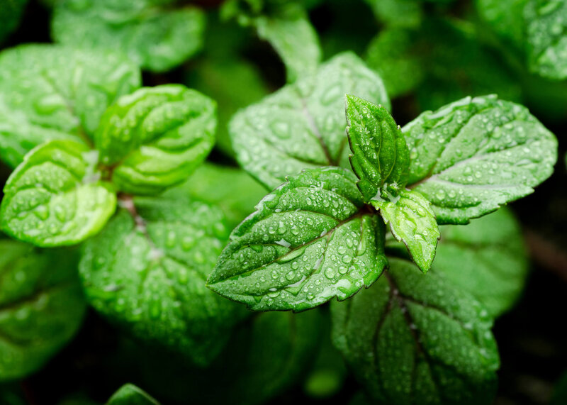 Mentha x piperita var. piperita