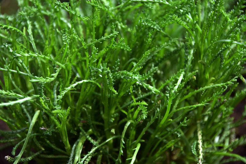 Santolina viridis