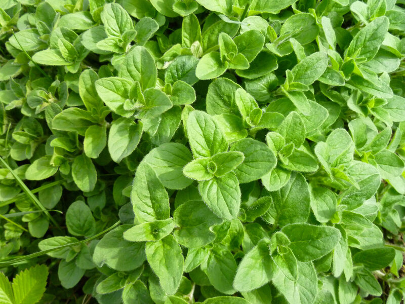 Origanum vulgare