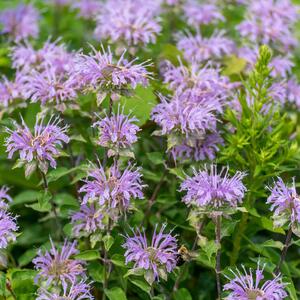 Monarda fistulosa