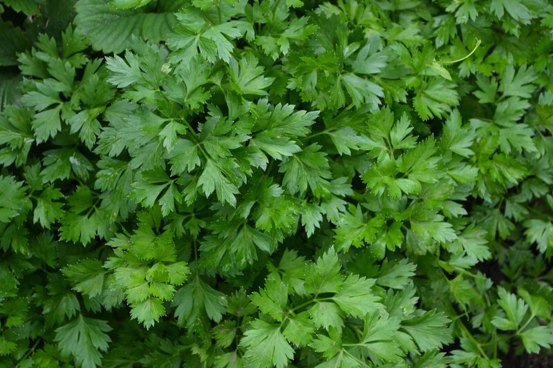 Petroselinum crispum