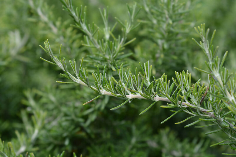 Rosmarinus officinalis 