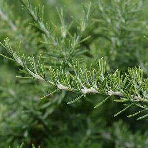 Rosmarinus officinalis 