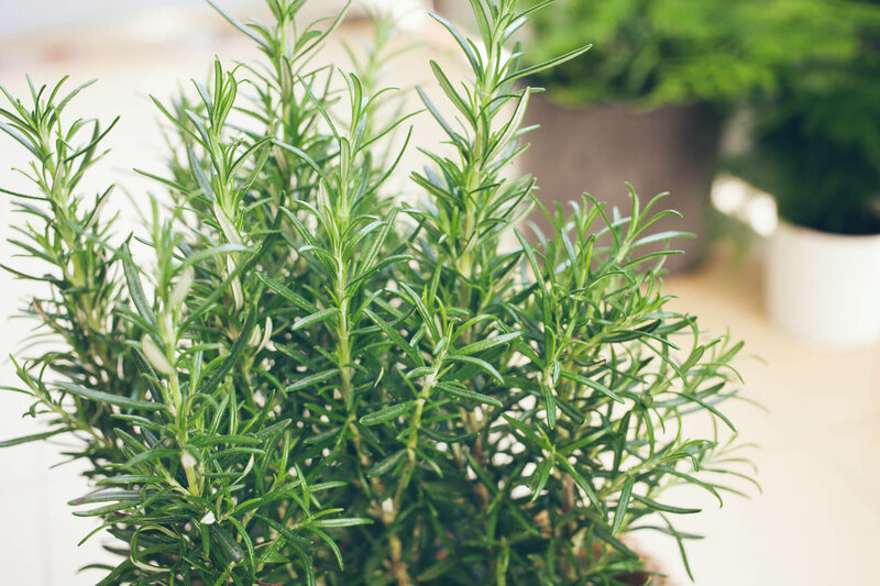 Rosmarinus officinalis 