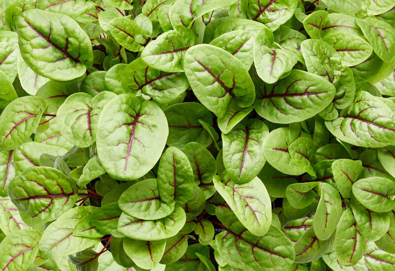 Rumex sanguineus