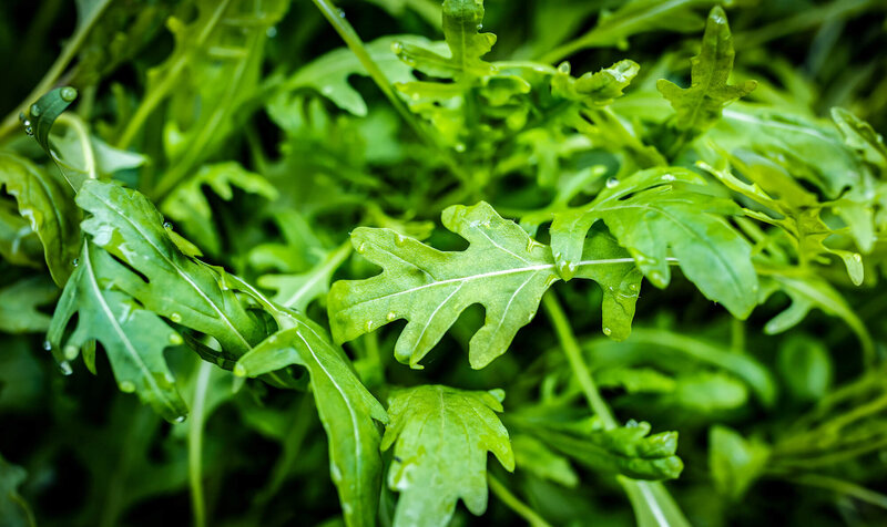 Eruca sativa