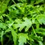 Eruca sativa
