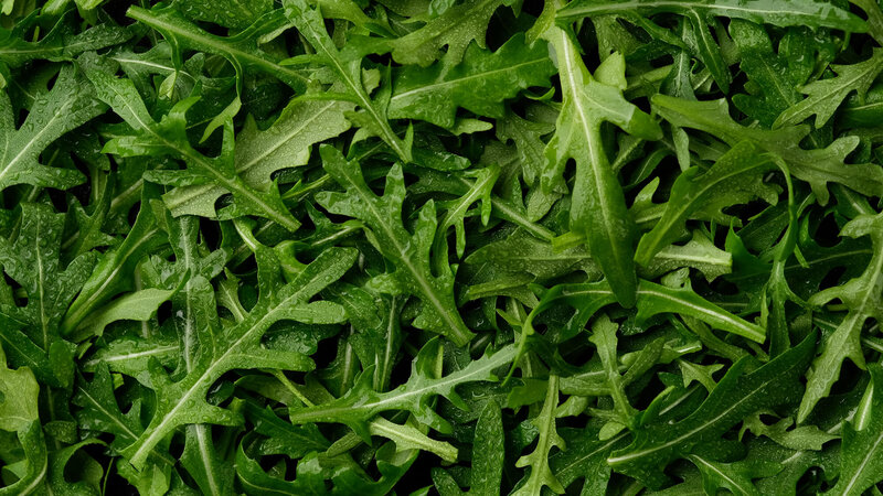 Eruca sativa