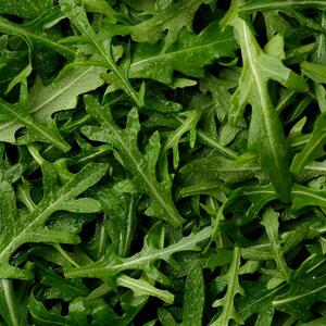 Eruca sativa