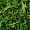Eruca sativa