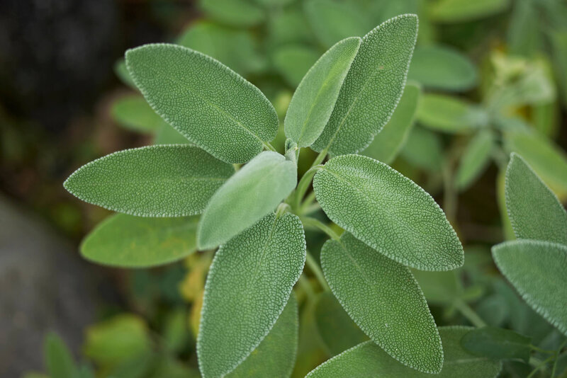 Salvia officinalis
