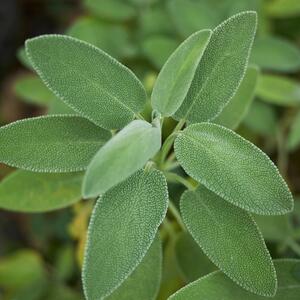 Salvia officinalis