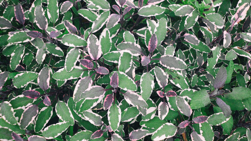Salvia Tricolore