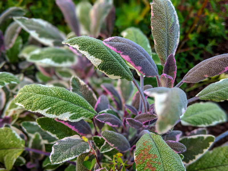 Salvia Tricolore