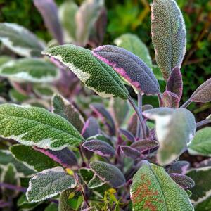 Salvia Tricolore