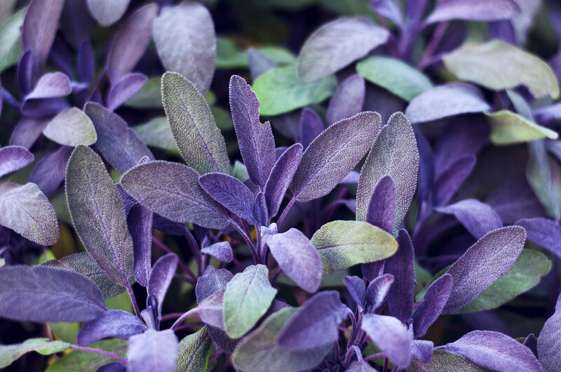 Salvia Purpurea