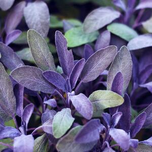 Salvia Purpurea