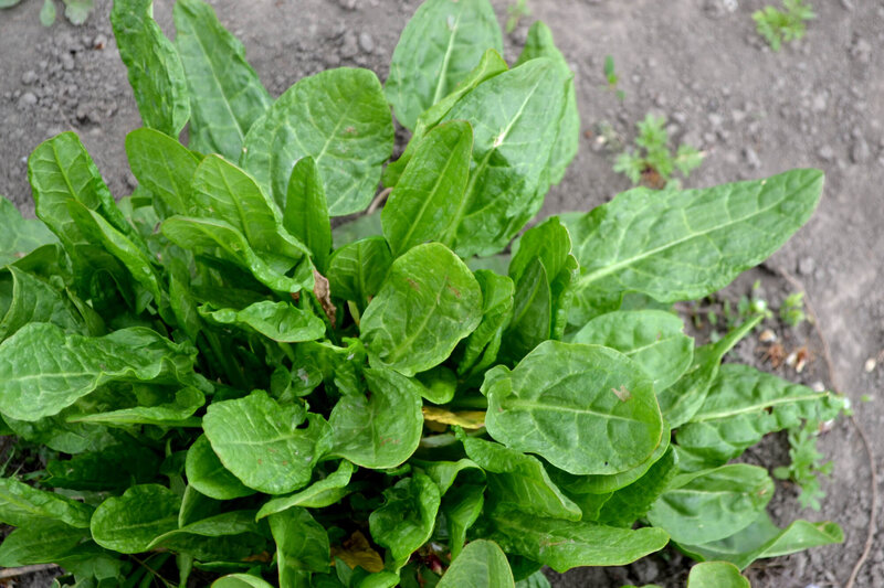 Rumex acetosa