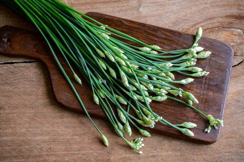 Allium tuberosum
