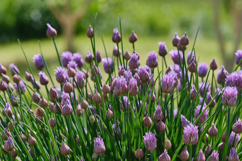 Allium schoenoprasum