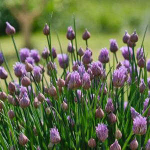 Allium schoenoprasum