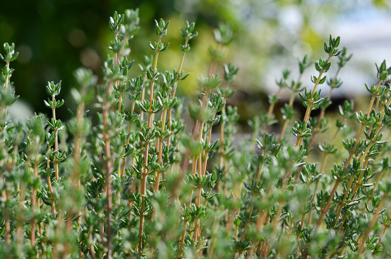 Thymus vulgaris