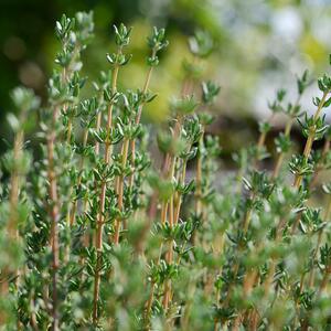 Thymus vulgaris