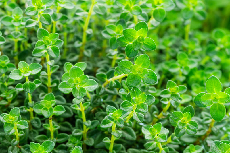 Thymus x citriodorus