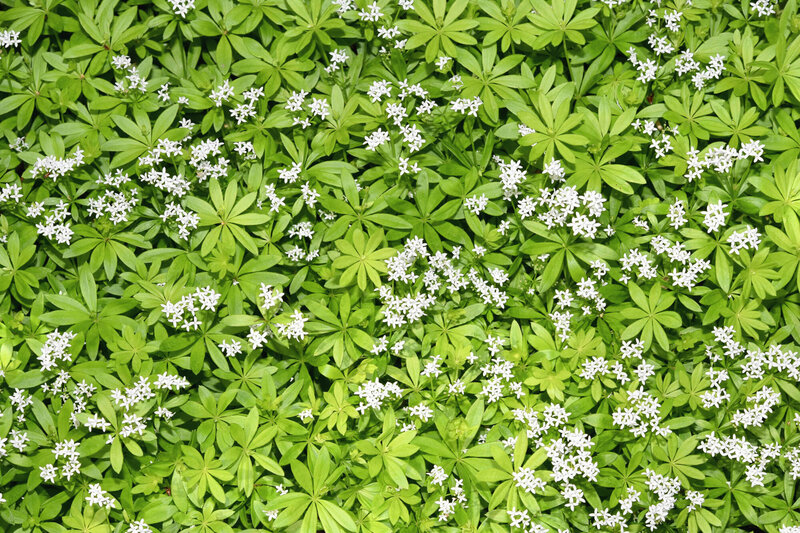 Galium odoratum