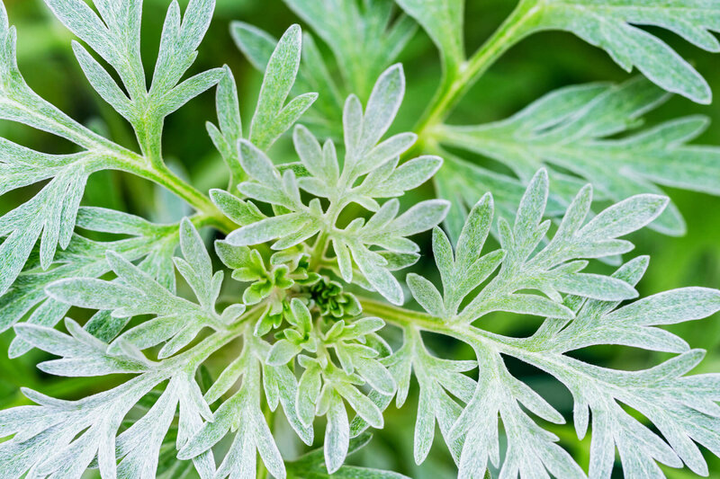 Artemisia absinthium