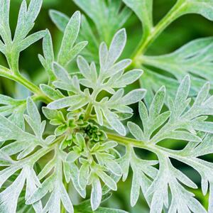 Artemisia absinthium