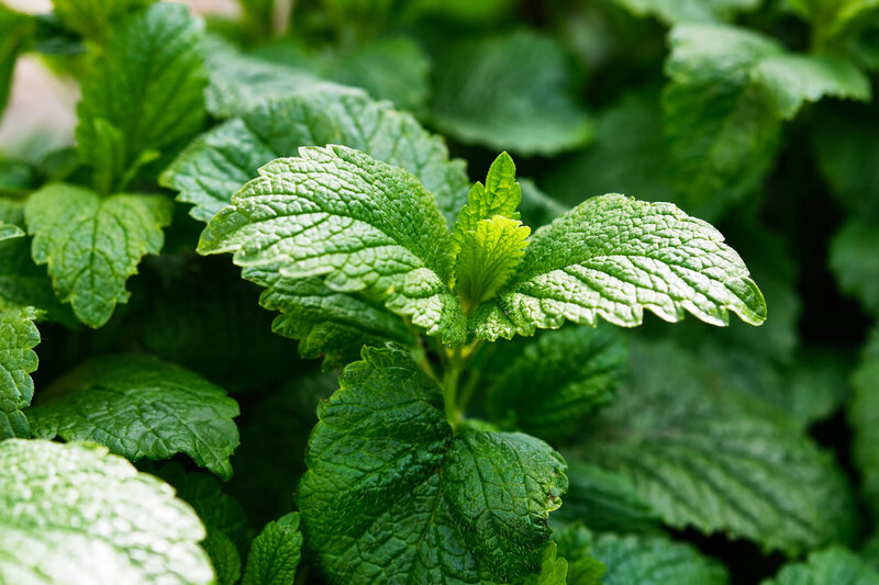 Melissa officinalis