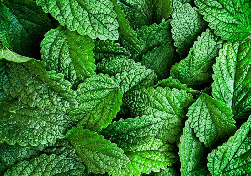 Melissa officinalis