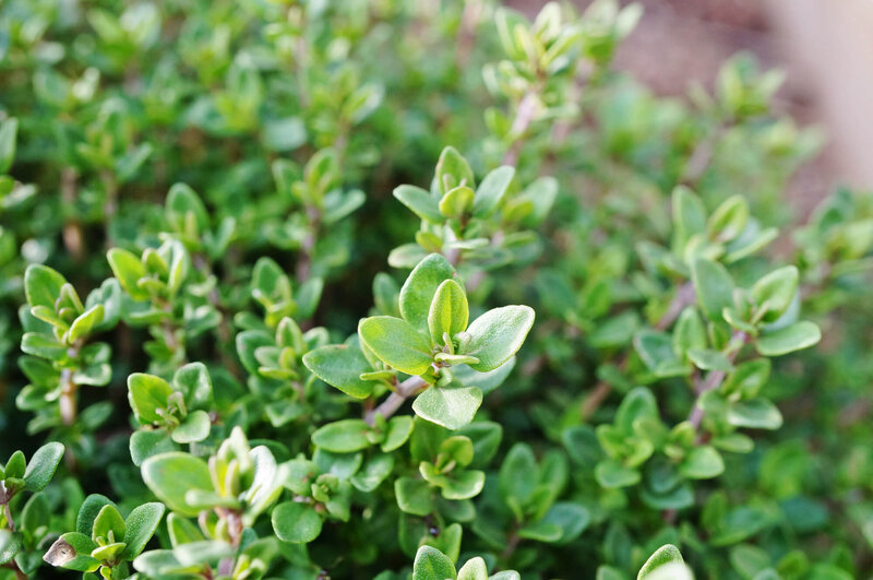 Thymus x citriodorus