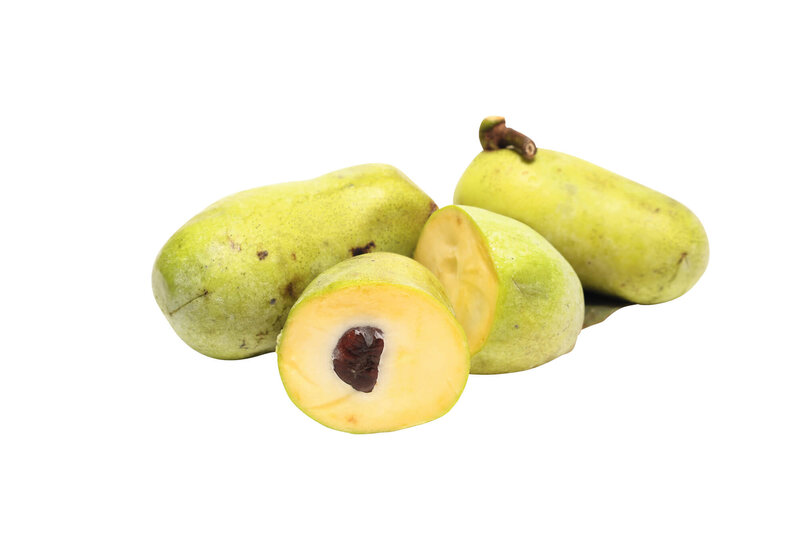 Asimina triloba
