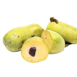 Asimina triloba