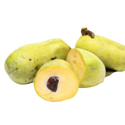 Asimina triloba