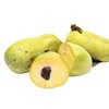 Asimina triloba