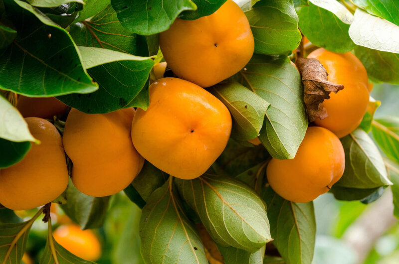 Diospyros kaki 'Tipo'