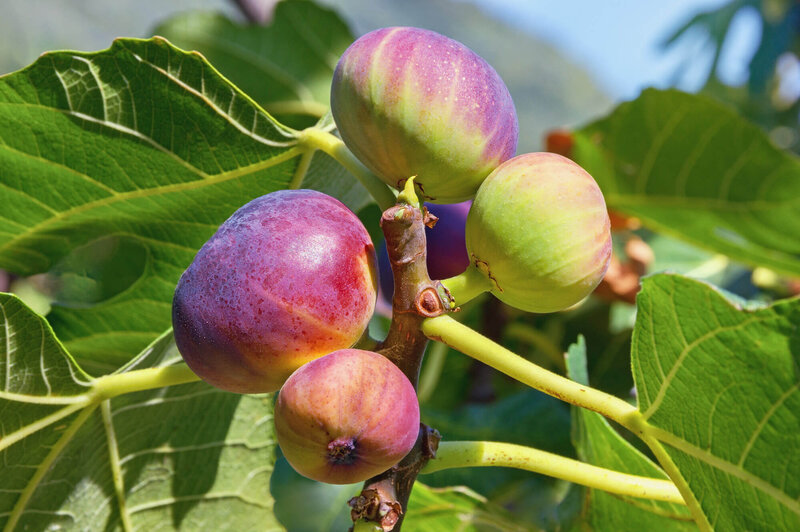 Ficus carica Bornholm
