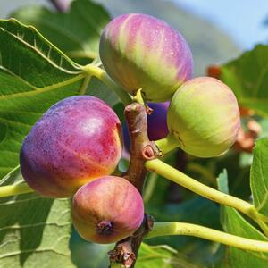 Ficus carica Bornholm