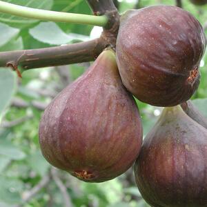 Ficus carica Perretta