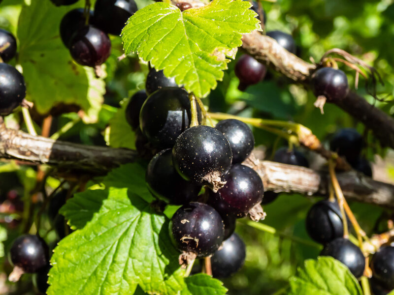 Ribes nigra 