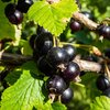 Ribes nigra 