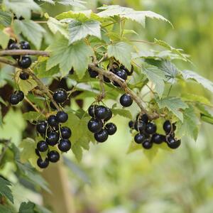 Ribes nigra 