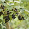 Ribes nigra 